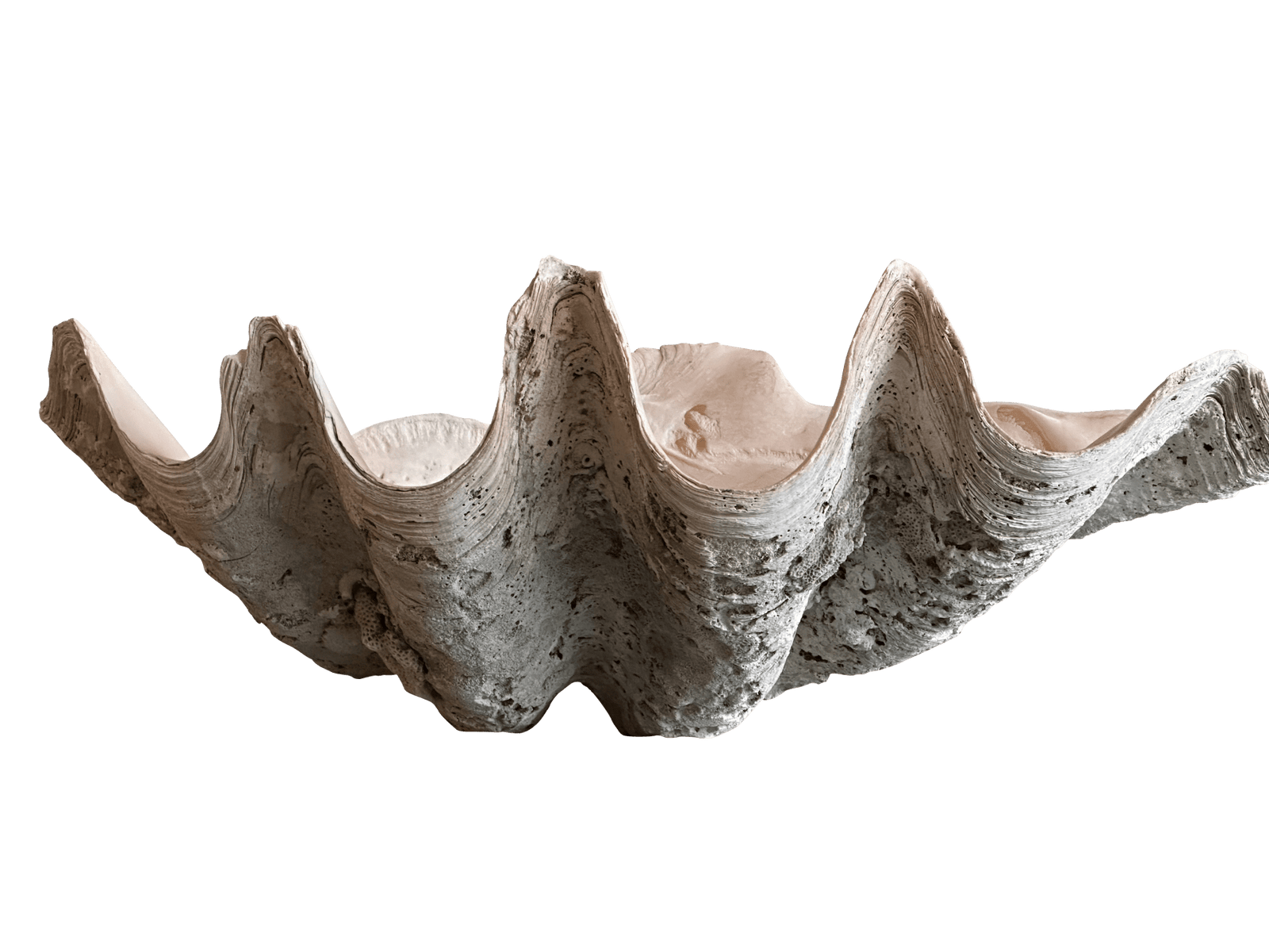 Large Antique 'Tridacna Gigas' 'Giant Clam' Shell, Pacific Ocean