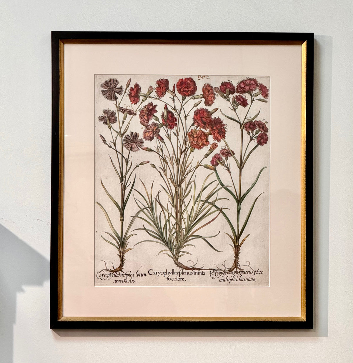 Pair of hand-colored 17th Century engravings by Basilius Besler