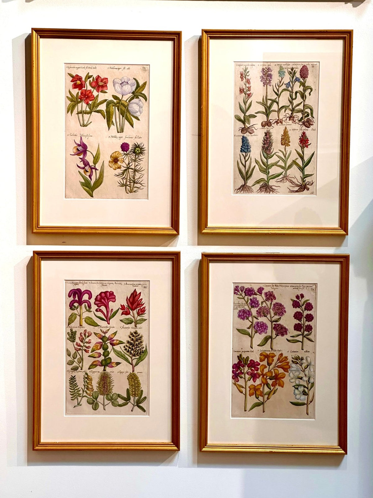 Botanical Engravings by Emanuel Sweert, 17th Century, Framed - Helen Storey Antiques