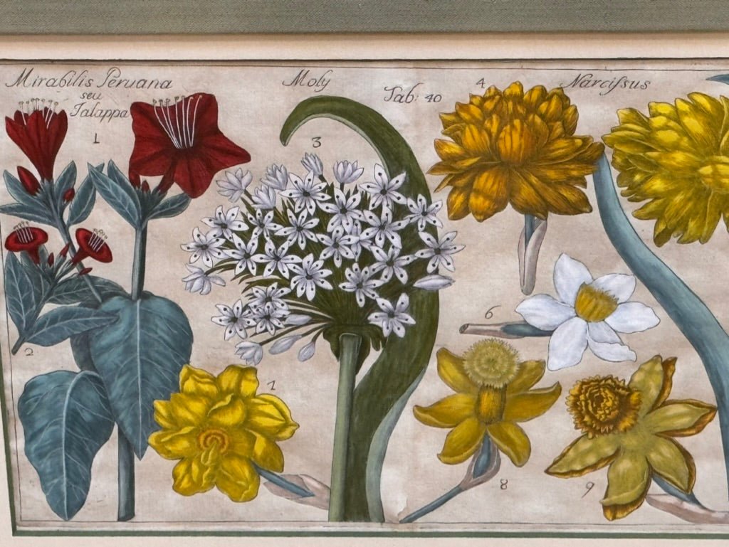 Four Framed Botanical Engravings, 18th Century - Helen Storey Antiques